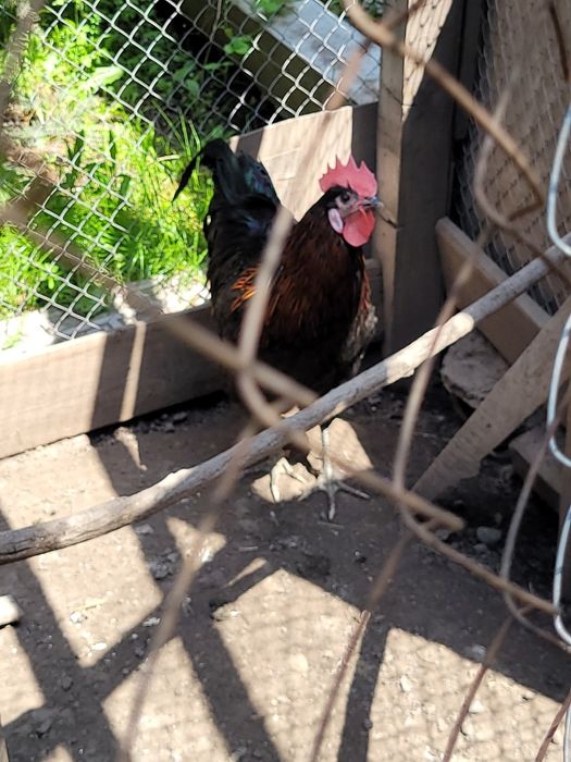 Продается петушок молодой