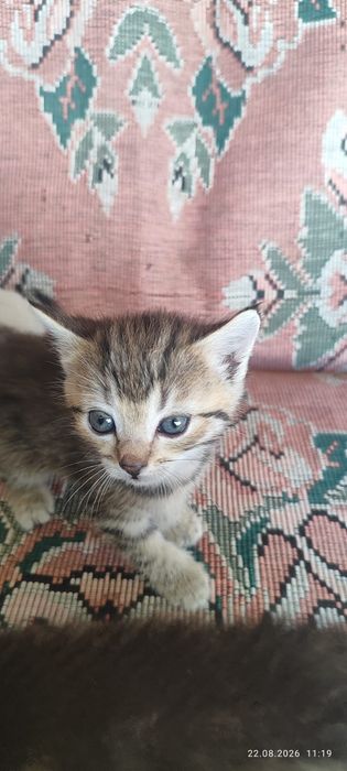 Подарим котят месячные