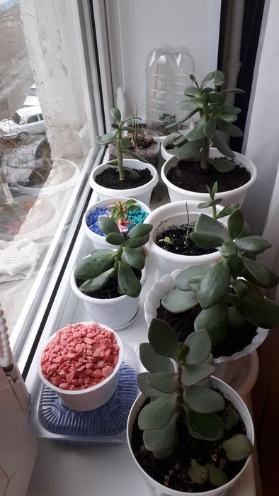 Продам денежное дерево домашнее растение