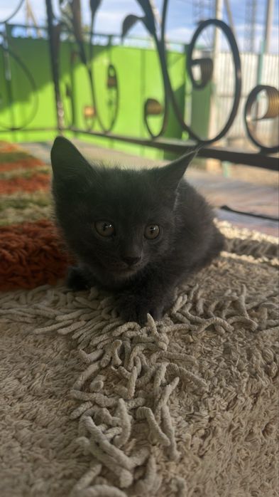 Отдам котят в хорошие руки
