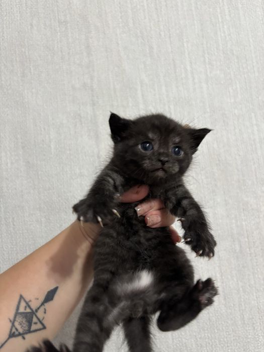 Отдам Котят в добрые руки