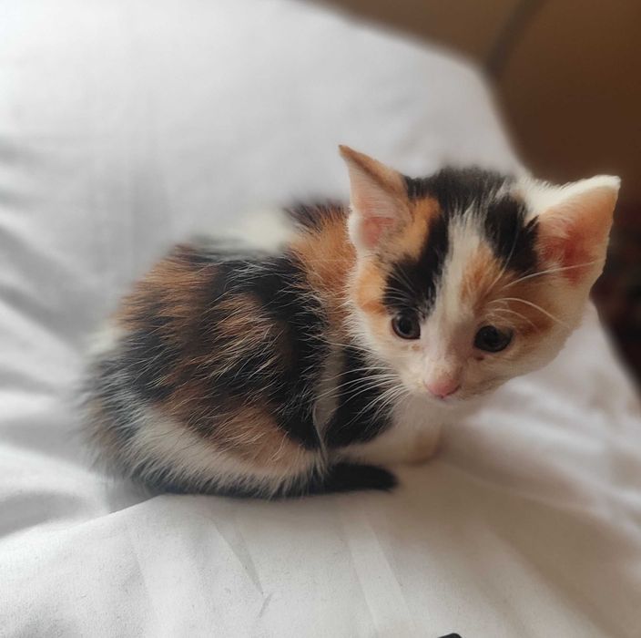 Котята трехцветные