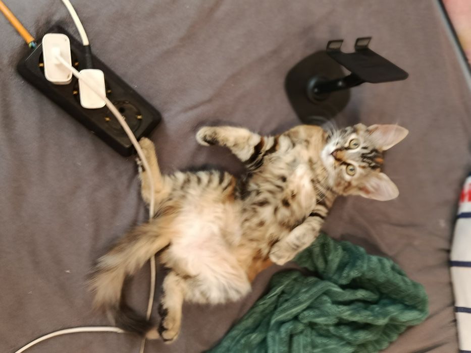 Отдам котку 3 месяца