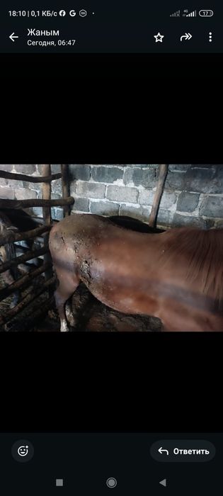 Семіртілген дөнен және тай сатылады