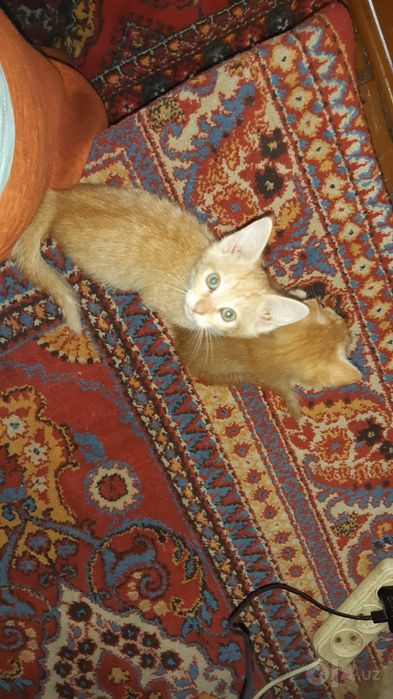 Котята в добрые руки.