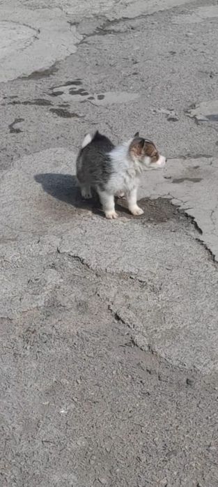 Продам шенков лаек