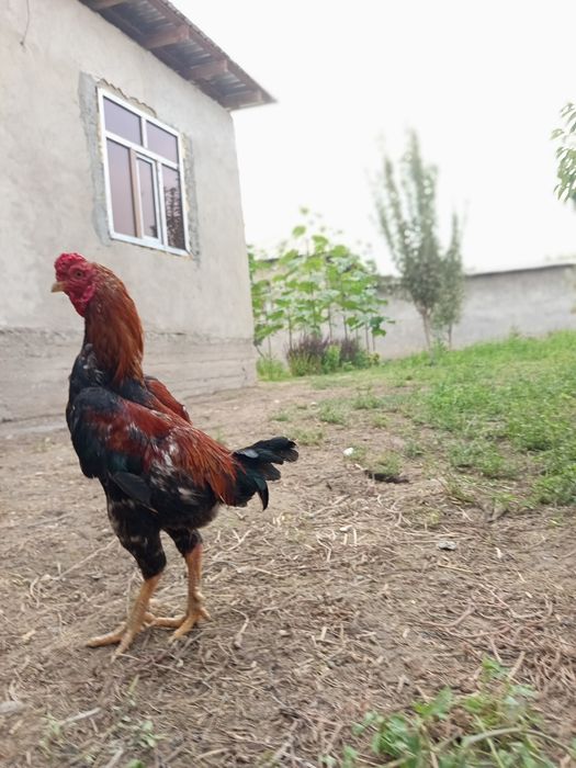 Шамо петух срочно продаётся