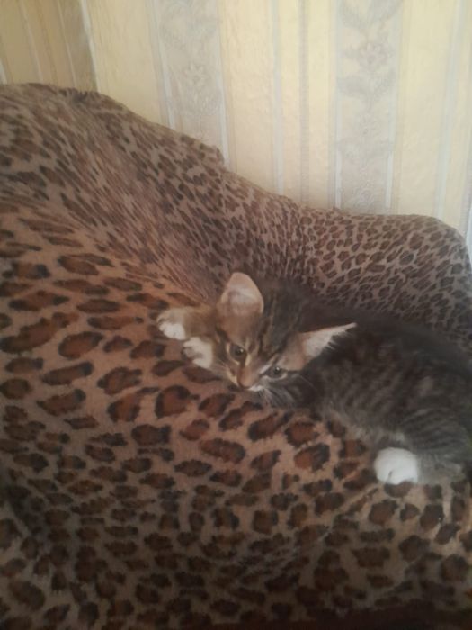 Отдам котят в добрые руки