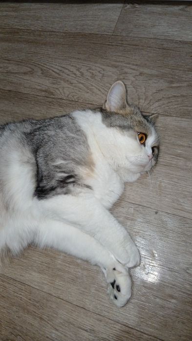 Отдам кошку скоттиш страйт