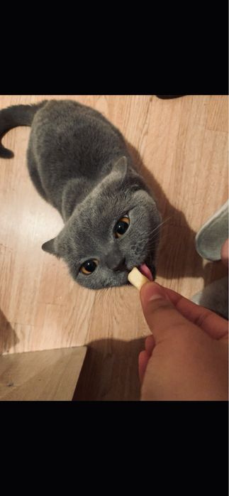 Британская короткошерстная