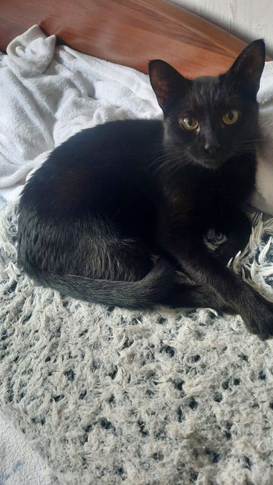 Отдам кота-добряка в добрые руки