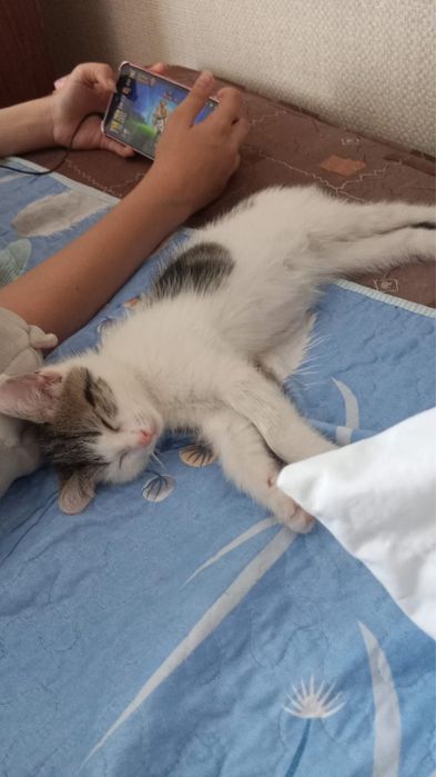 Срочно отдается котик