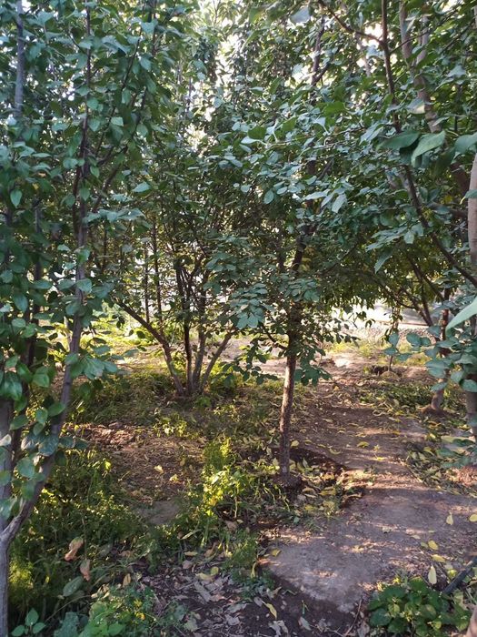 Продам частный дом с большим садом Алисова 74 - Więcej