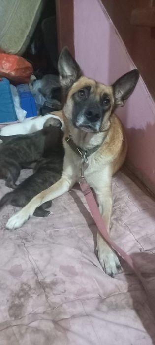 Щенки в хорошие руки