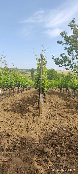 Продажба на лозово насаждение в местност град Ивайловград