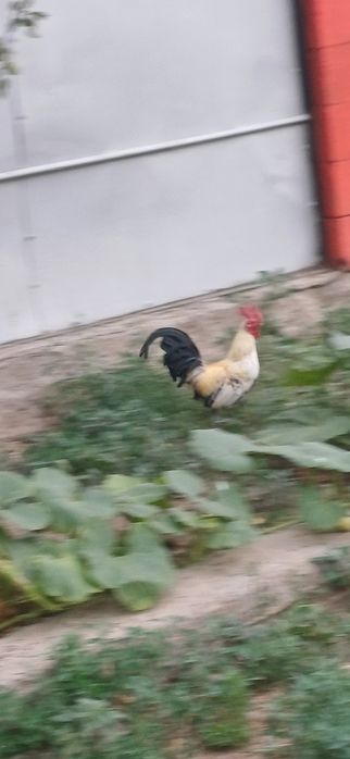 Петух белый карлик