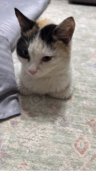 Кошечке срочно нужен дом