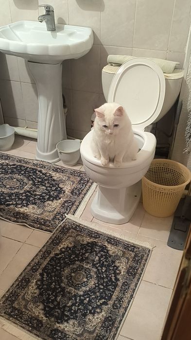 Вязка для нашего Кота