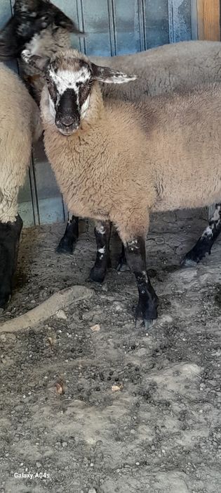 Vind berbec de taiat