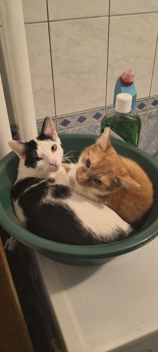 Donez 2 motanii                    .