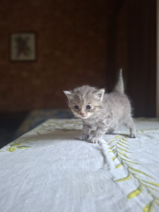 Продадим котят породистые