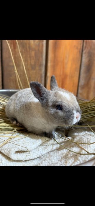 крольчата декоративные