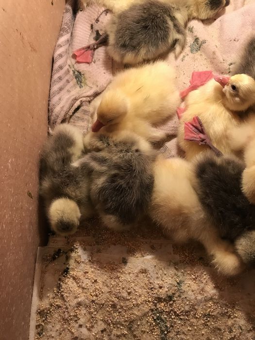 Гусята домашние гуси гусята