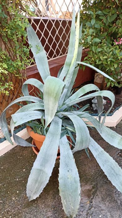 Vand Aloe Vera.Planta Ornamentala Medicinala.Matura Pe Rod.Mare. Timisoara   OLX.ro
