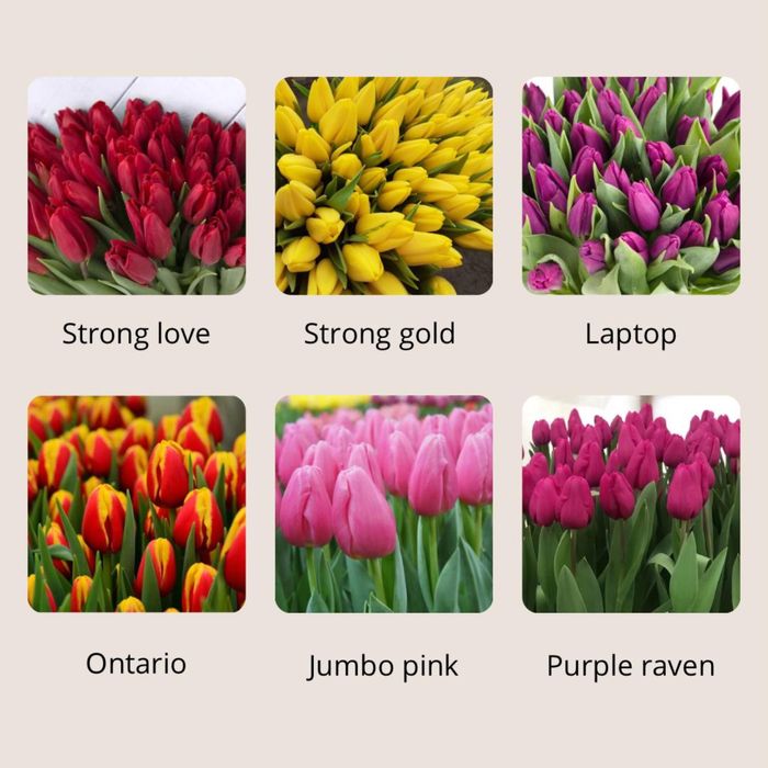 Горные тюльпаны оптом и в розницу