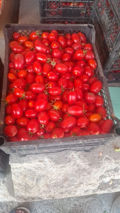 Продам чери помидоры
