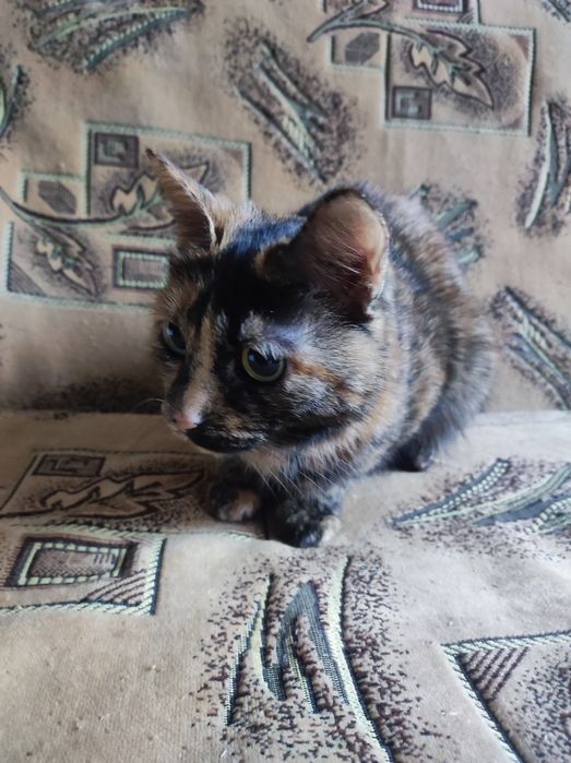 Котёнок для бабушки 5месяцев