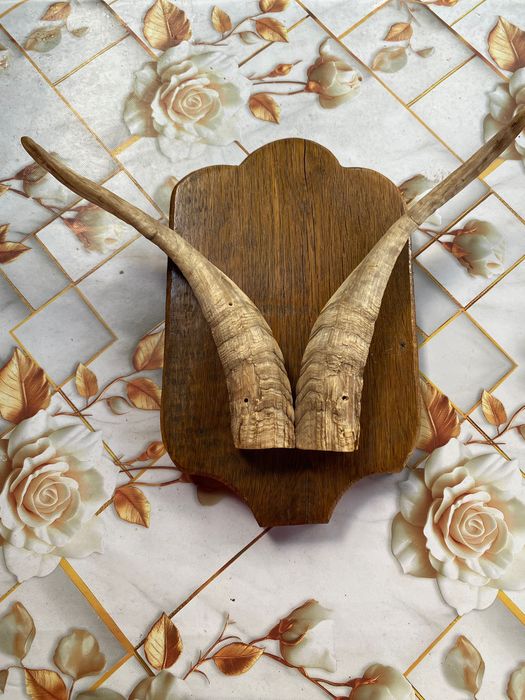 Coarne ornament
