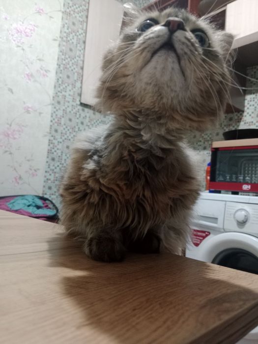 Отдам кота мальчика