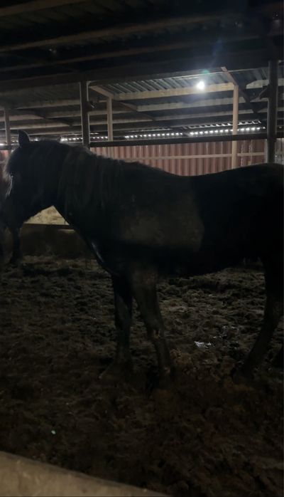 Айгыр джәбы 4 жасар