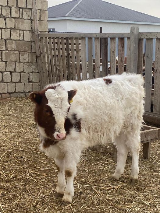 Бұзаулы сиыр сатылады