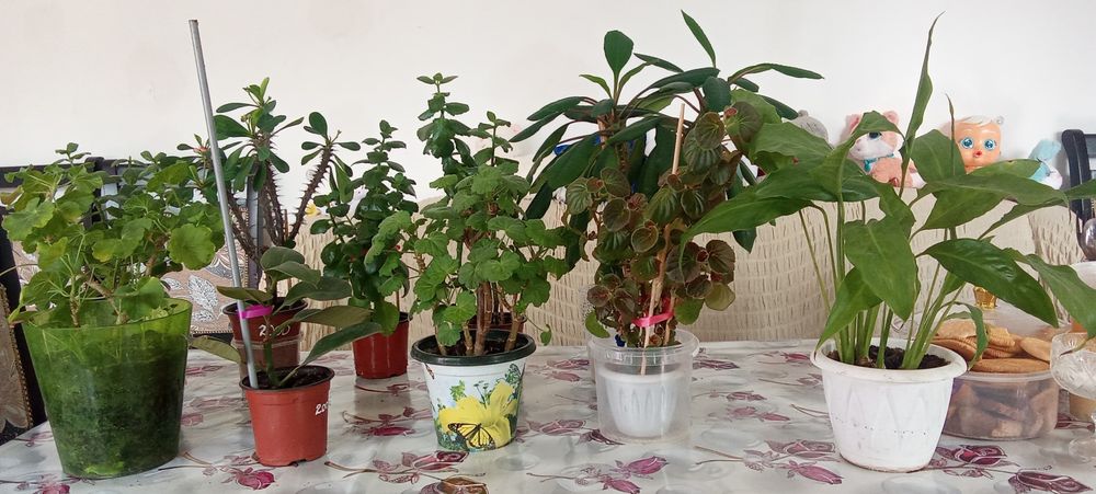 Цветы комнатные ухоженные