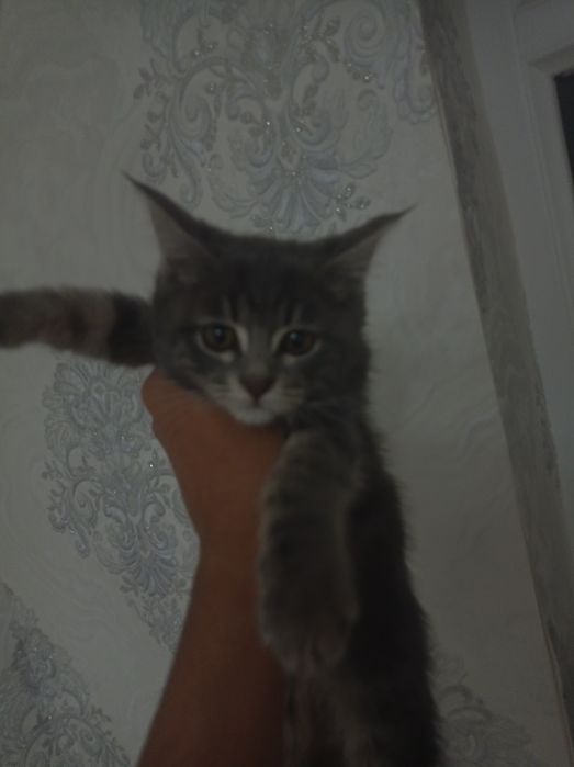 Skotish fold skotish strayt mushuklar sotildi