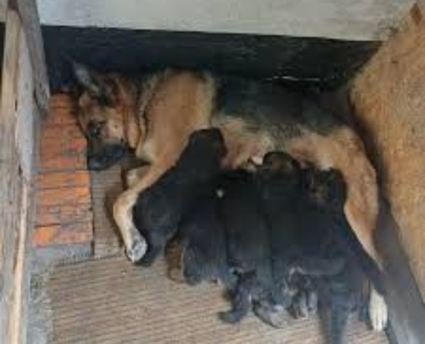 Продаются щенки немецкой овчарки