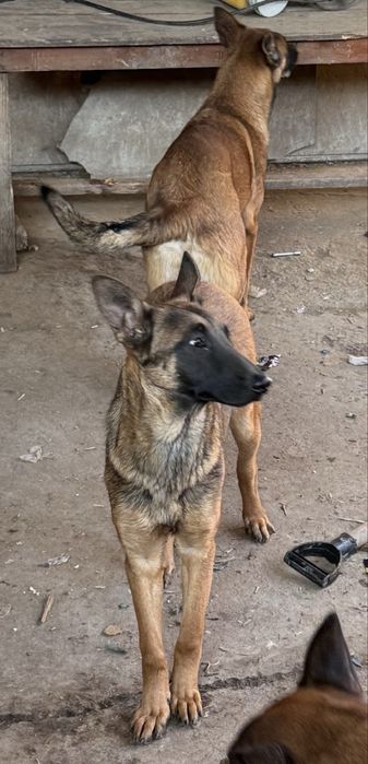 Кученца Белгийски овчарки