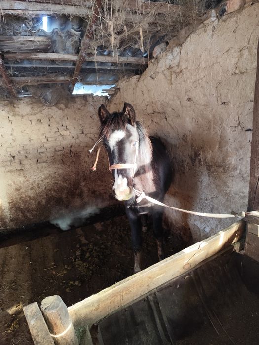 Еркек таи сатылады