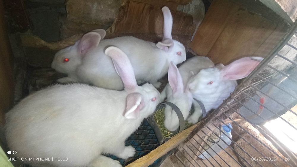 Quyon,кролик,hikol quyonlari