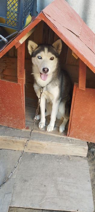 Хороший чистый оригинальный Хаски