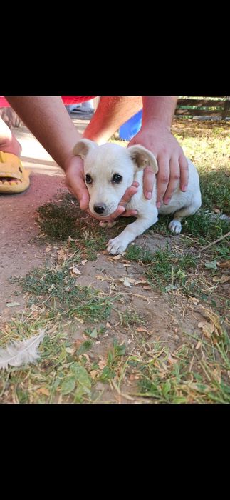 Adoptie pui de caini/pisica