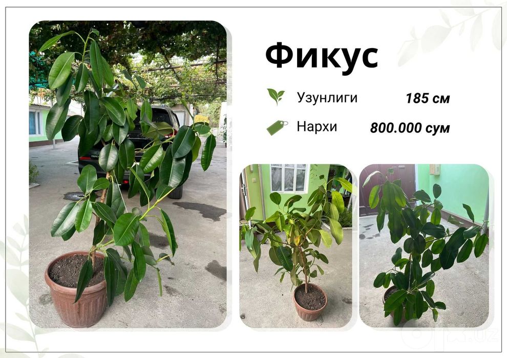 Фикус, Кора Шахзода, хар хил