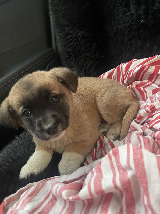 Щенки даром ,нашли на улице.