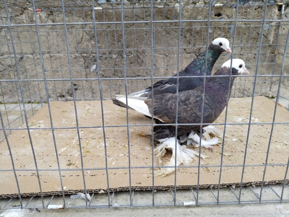 Голуби пара албаши