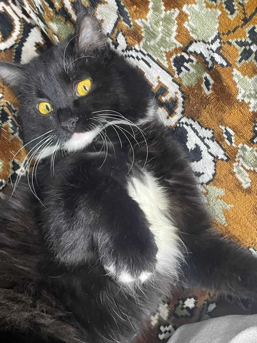 котенок бесплатно