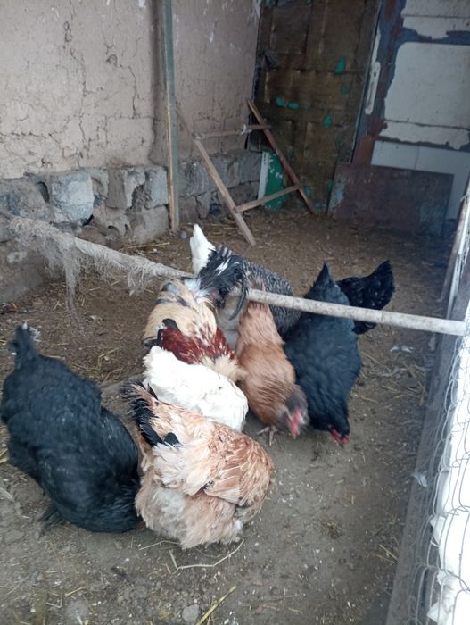 Қораз қораз қораз