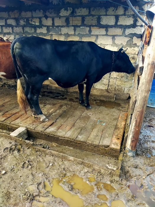 Продам корову яловую