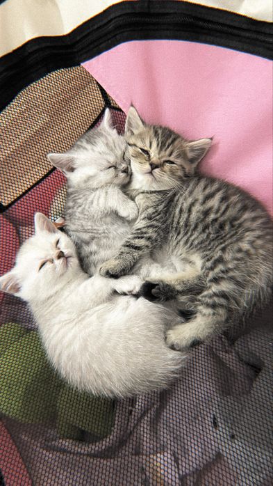 Шотландские котята